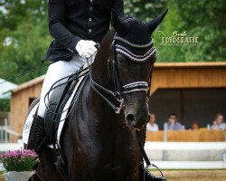 dressage horse Dea Delizia (Westphalian, 2013, from Desiderius L)