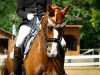 dressage horse Edelstain (Hanoverian, 2010, from Edward 28)