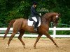 dressage horse Womanizer 17 (Hanoverian, 2007, from Wolkentanz II)