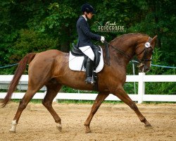 dressage horse Womanizer 17 (Hanoverian, 2007, from Wolkentanz II)