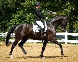 dressage horse Dubai 63 (Württemberger, 2011, from Dancier)