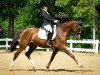 dressage horse Diamondlight R (Württemberger, 2012, from Don Diamond)