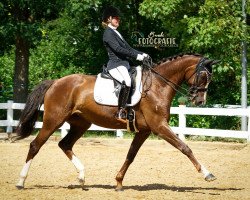 dressage horse Diamondlight R (Württemberger, 2012, from Don Diamond)