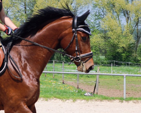 dressage horse Detroit (Rhinelander, 2012, from Don Diamond)