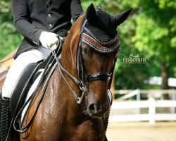 dressage horse Douglas 240 (Rhinelander, 2009, from Diamond Hit)