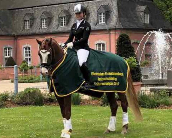 stallion del Classico (Westphalian, 2014, from D-Day AT)