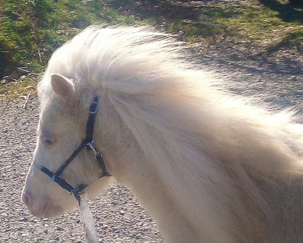 broodmare Dohrens Kimberly (Shetland pony (under 87 cm), 2016)