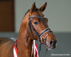 dressage horse Extra Gold (Westfale, 2019, from Escolar)