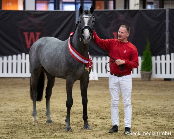 stallion Classico's Champion (Westphalian, 2019, from Classico TN)