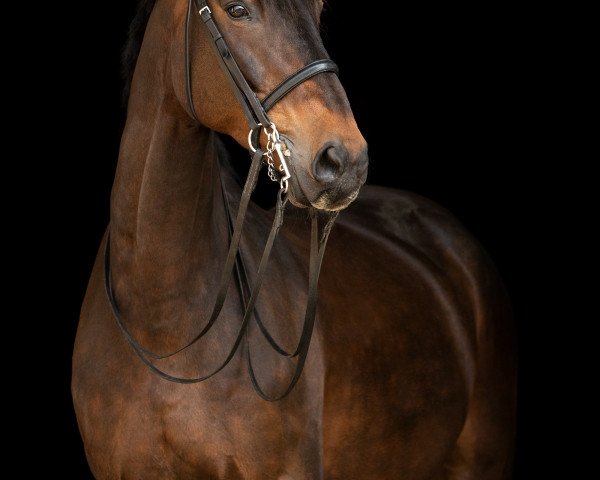 dressage horse Lennox Lewis 11 (Westphalian, 2003, from Lord Laptop)