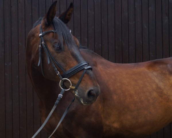 dressage horse Ladykracher (Westphalian, 2003, from Lovis Corinth)
