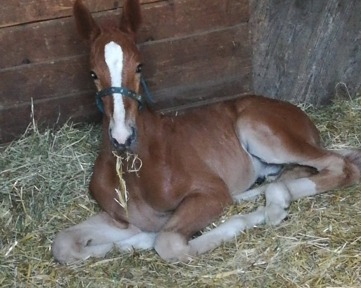 Springpferd Zazu 20 (Zangersheide Reitpferd, 2020, von Zinedine)
