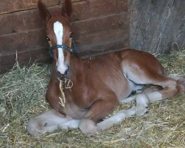 Springpferd ZAZU GK Z (Zangersheide Reitpferd, 2020, von Zinedine)