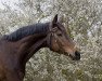 broodmare Giliane (Bavarian, 2008, from Zauberfürst)