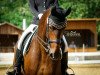 dressage horse Roma Antiqua (Hanoverian, 2007, from Rascalino)