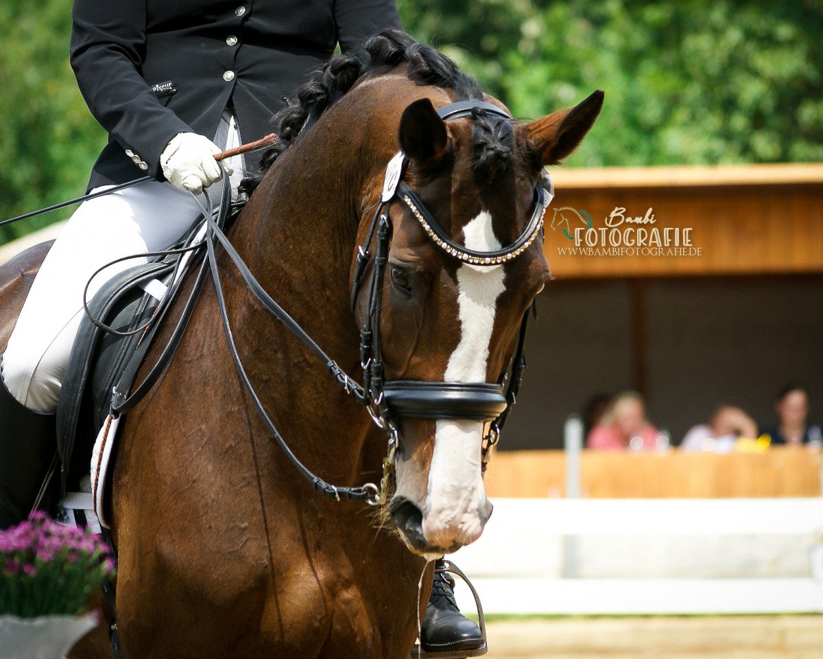 dressage horse Donna Doria H (Württemberger, 2008, from Don Diamond)