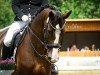 dressage horse Donna Doria H (Württemberger, 2008, from Don Diamond)