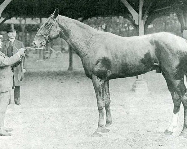 stallion Kalmouk (FR) (French Trotter, 1910, from Bemecourt (FR))