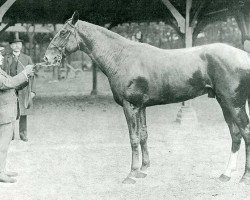 Deckhengst Kalmouk (FR) (Französischer Traber, 1910, von Bemecourt (FR))