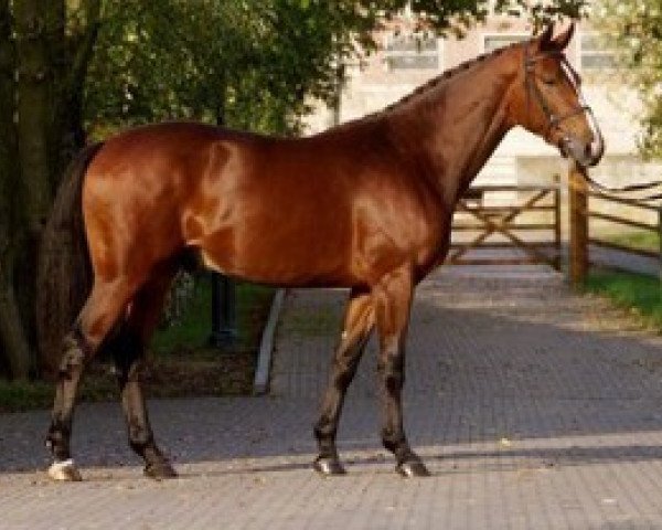 stallion For The Moon (Hessian Warmblood, 1999, from For Pleasure)