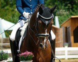 dressage horse Sarastro 71 (Bavarian, 2002, from Sunny-Boy)