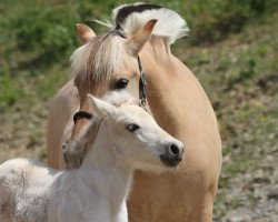 Springpferd Laurin (Fjordpferd, 2020, von Legolas)