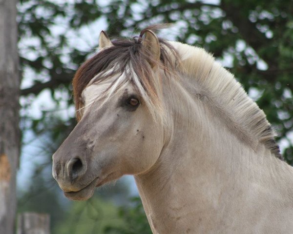 stallion Ilribo (Fjord Horse, 2015, from Ilmar)