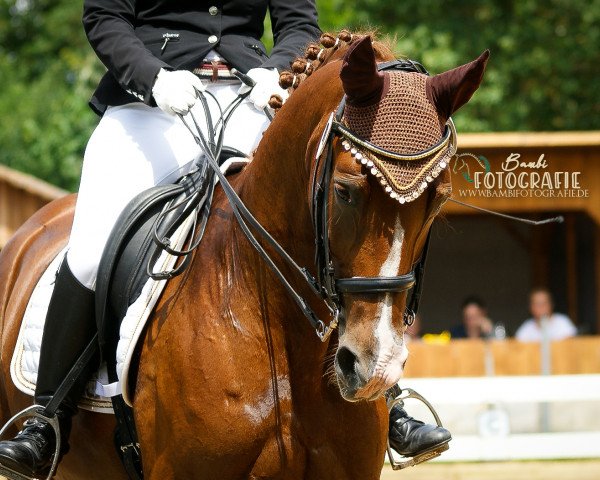 dressage horse Diaphaneity Darling K (Hanoverian, 2011, from Danone 4)
