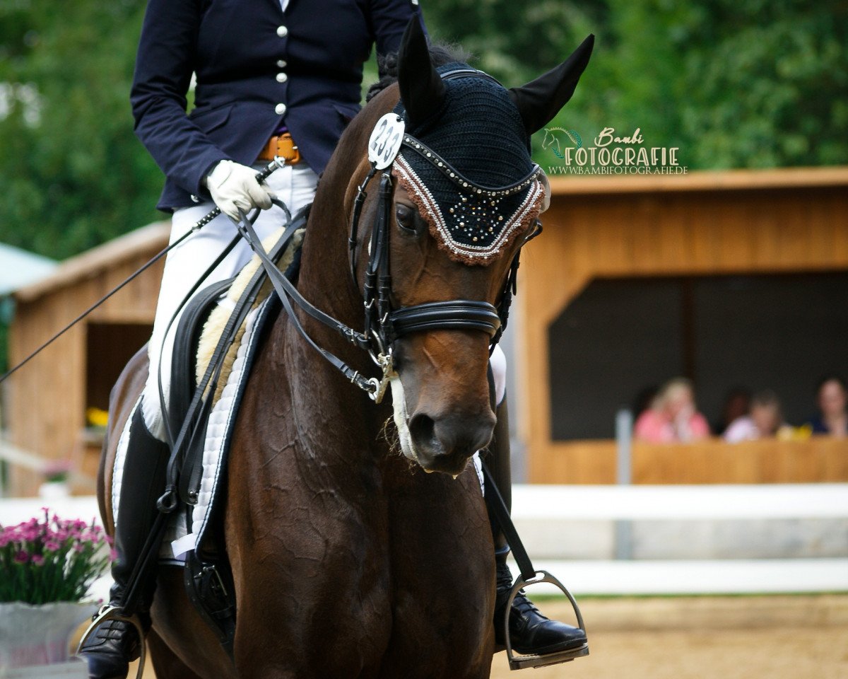 dressage horse Finja Mara (Westphalian, 2010, from Flanagan)