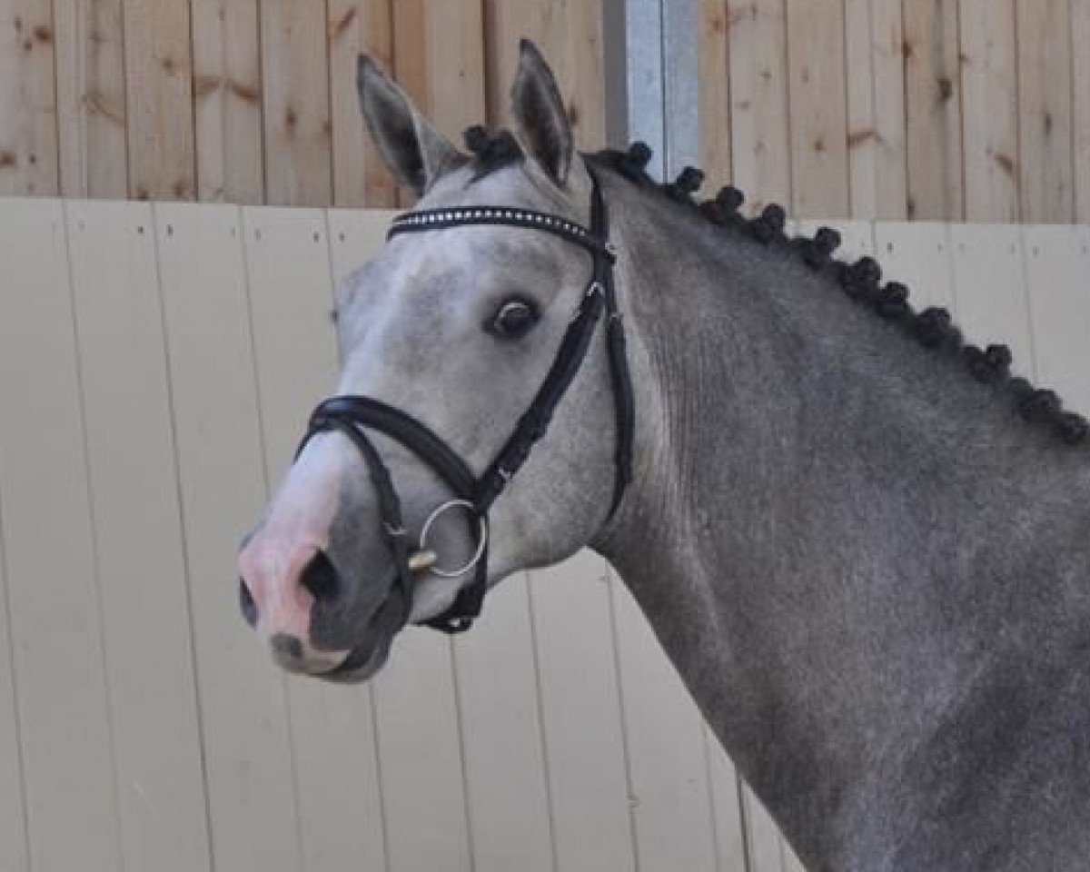 jumper Connalee JS (Oldenburg show jumper, 2016, from Chacoon Blue)
