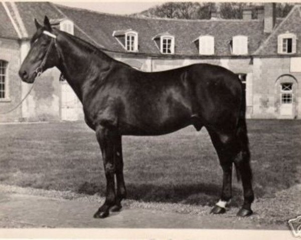 stallion Atus II (FR) (French Trotter, 1944, from Hernani III (FR))