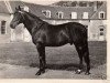 stallion Atus II (FR) (French Trotter, 1944, from Hernani III (FR))