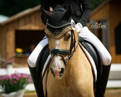 dressage horse Weiglschwaigs Jade (German Riding Pony, 2011, from FS Champion de Luxe)