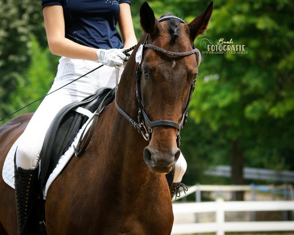 dressage horse Let's Dance 100 (Hanoverian, 2011, from Lauries Crusador xx)
