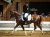 dressage horse Brandywine (German Riding Pony, 2004, from Bavarottie)