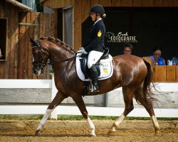 dressage horse Brandywine (German Riding Pony, 2004, from Bavarottie)