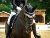 dressage horse Dark Diamond 60 (Württemberger, 2011, from Day Dream)