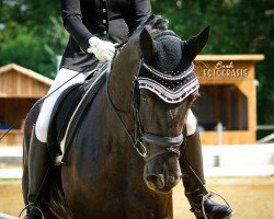 dressage horse Dark Diamond 60 (Württemberger, 2011, from Day Dream)