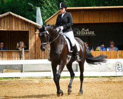 dressage horse Dancing Queen 160 (Hanoverian, 2007, from De Niro)