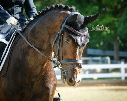 dressage horse Quinn 43 (Hanoverian, 2012, from Quaterhall)