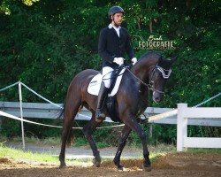 dressage horse Quirin de Revel (Württemberger, 2012, from Quadroneur)