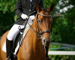 dressage horse Greenhof Gloriosa (Württemberger, 2002, from Grafenstolz)