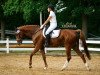 dressage horse Woltair 2 (German Sport Horse, 2009, from Wild Life)