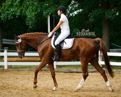 dressage horse Woltair 2 (German Sport Horse, 2009, from Wild Life)