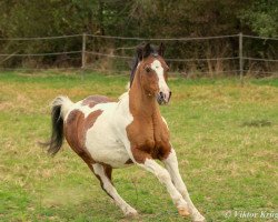 Pferd Gironimo (Pinto/Kleines Reitpferd, 1990, von Kaschmir)