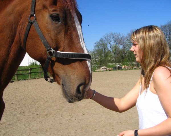 horse Dirschau (Hanoverian,  , from Dobrock)