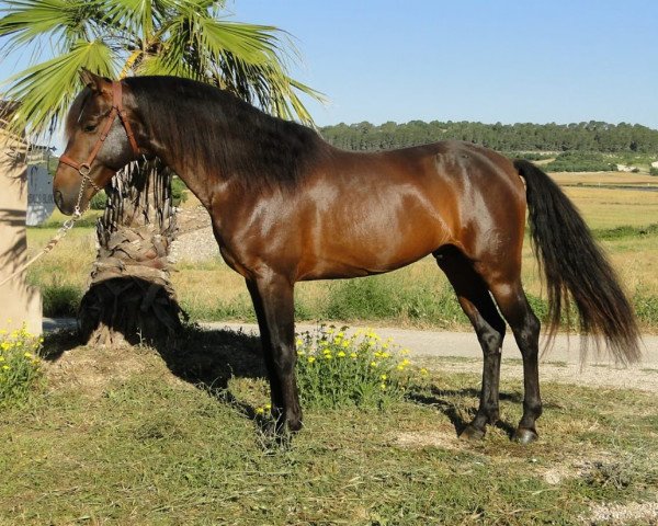Pferd Principe CXXVI (Andalusier bzw/Pferde reiner spanischer Rasse, 2014)