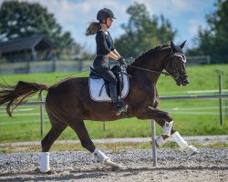 jumper Beautiful Boy E.l.s CH (Swiss Warmblood, 2014, from Black Ruby)