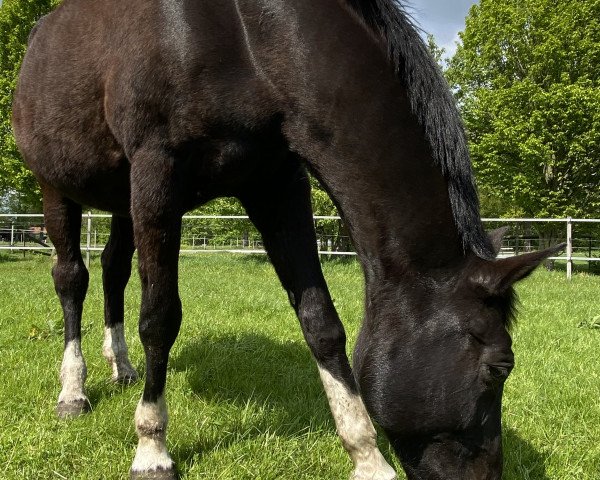 broodmare Feine Wanda (Hanoverian, 1997, from Feiner Graf)