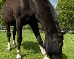 broodmare Feine Wanda (Hanoverian, 1997, from Feiner Graf)